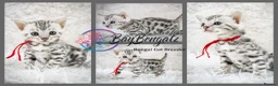Bengal cats for sale: Stunning Silver Snow ❄️ Bengal Kittens  - Advert 13