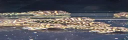 Plecos fish for sale: L236sy SUB ADULTS - Advert 1