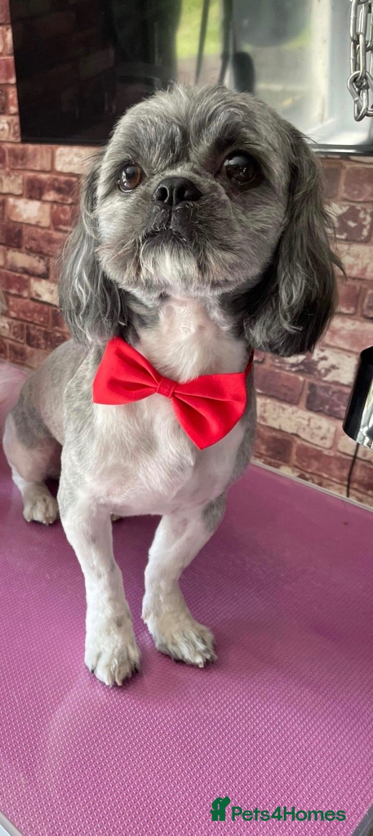 Shih Tzu dogs Stunning boy for stud  - Advert 2