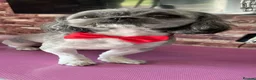 Shih Tzu dogs for stud: Stunning boy for stud  - Advert 1