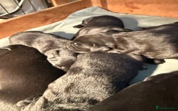 Borador dogs for sale: Borador puppies for sale - Image 2
