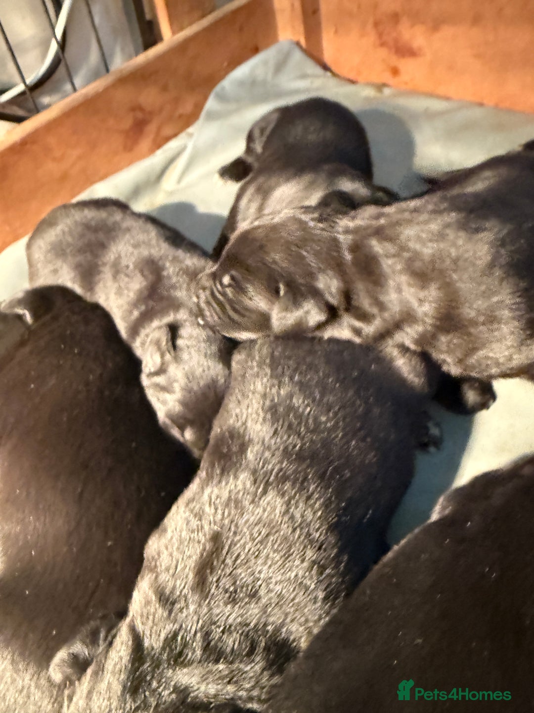Borador dogs for sale: Borador puppies for sale - Image 2