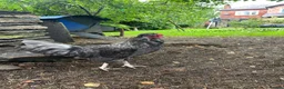 Mixed Breed poultry for sale: Young cockerel to good home  - Advert 2