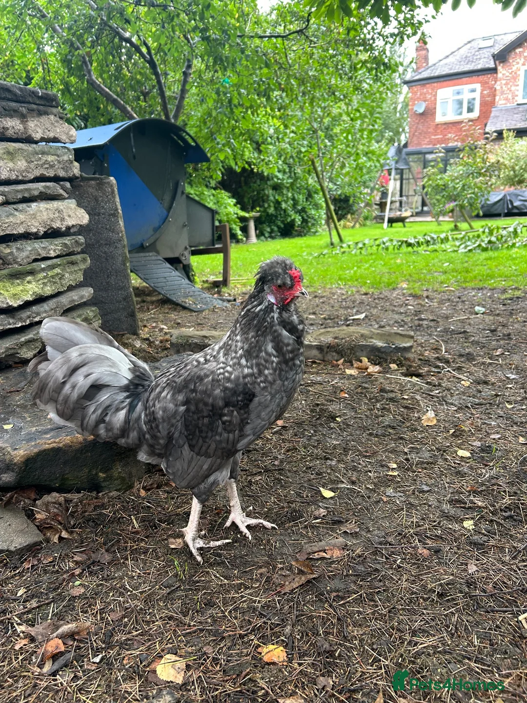 Mixed Breed poultry for sale: Young cockerel to good home  - Advert 2