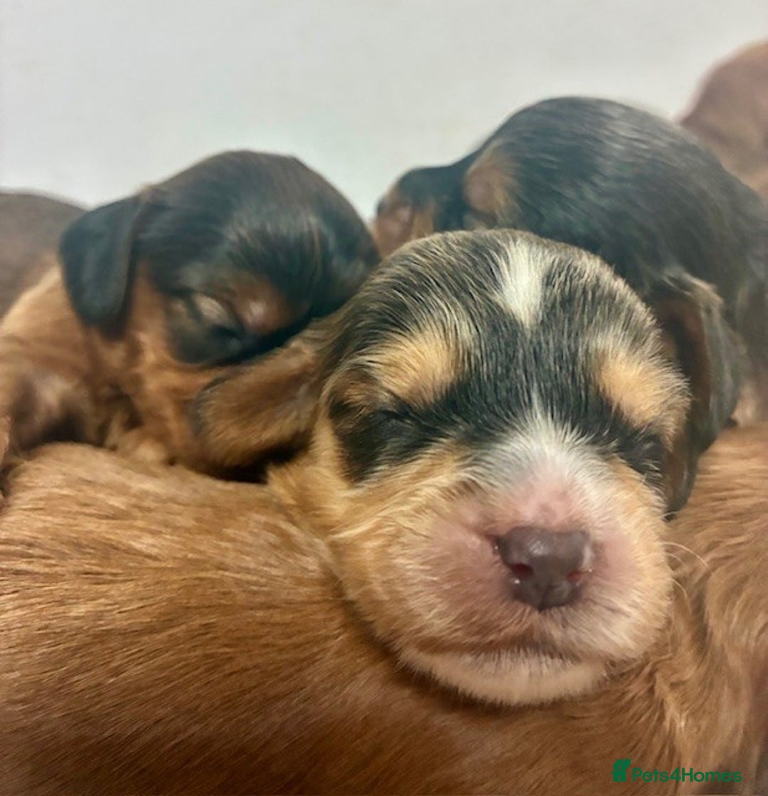 Cavapoo dogs for sale: 🌟 Outstanding Cavapoo puppies 🌟 - Advert 8