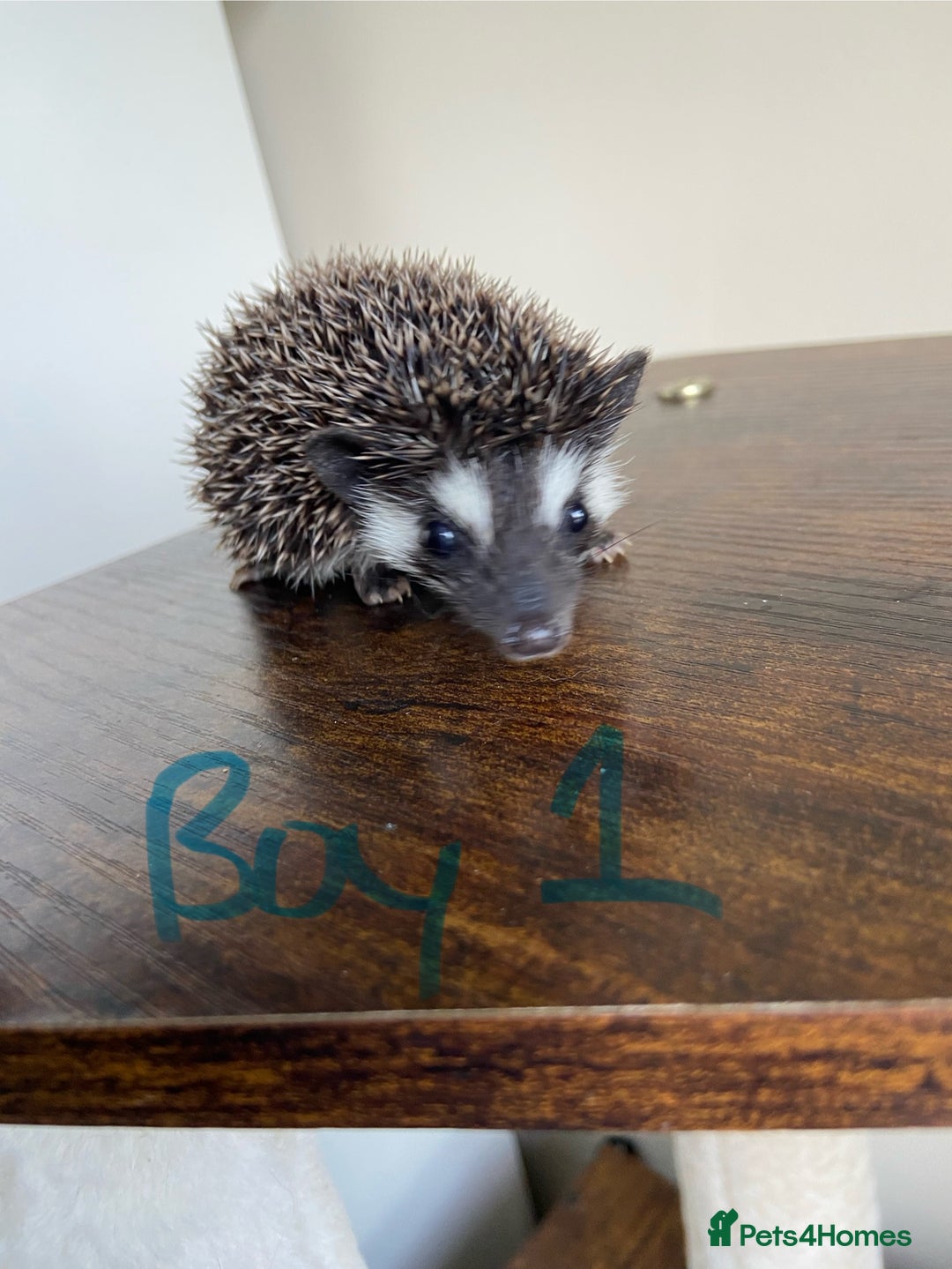 Pygmy Hedgehog rodents for sale: Pygmy Hedgehogs 🦔 - Advert 2