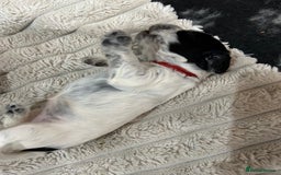 Cocker Spaniel dogs for sale: Cocker Spaniel Pups – From Champion Bloodlines - Image 11