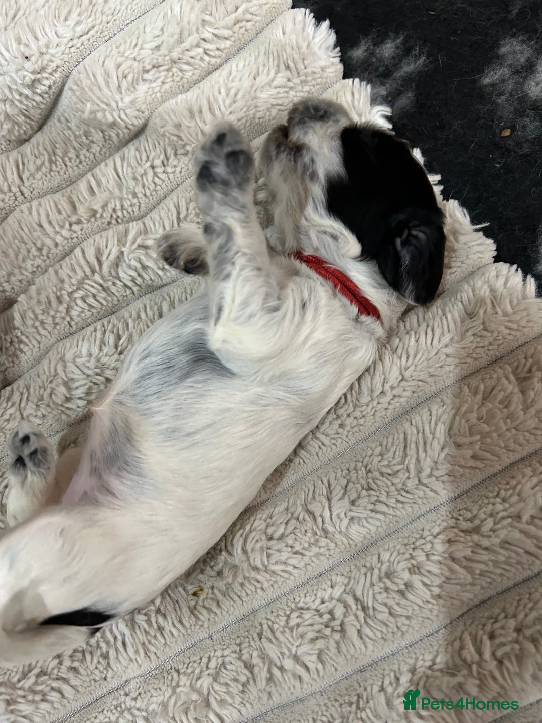 Cocker Spaniel dogs for sale: Cocker Spaniel Pups – From Champion Bloodlines - Image 11