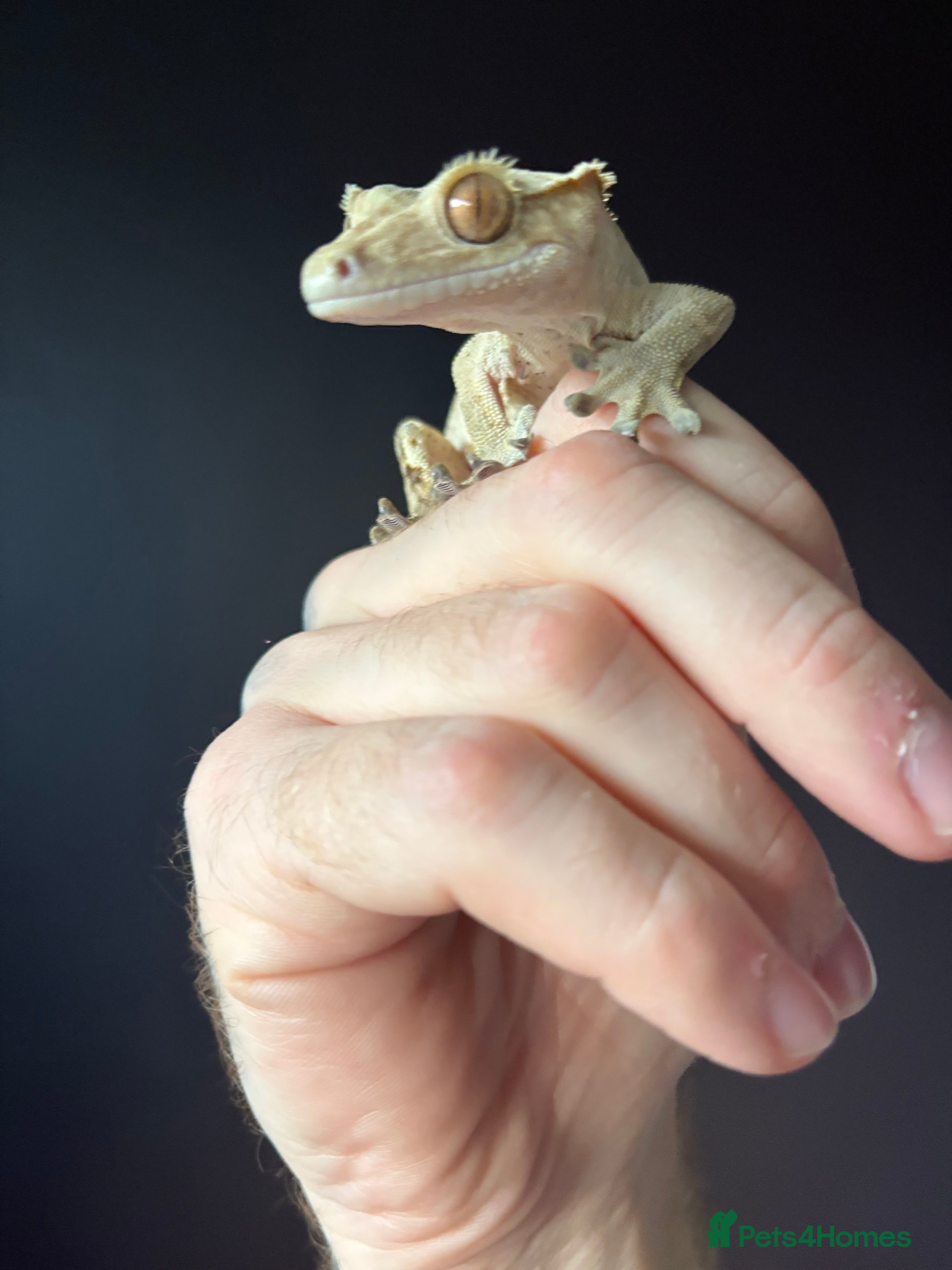 Gecko reptiles Crested gecko with enclosure  - Advert 17