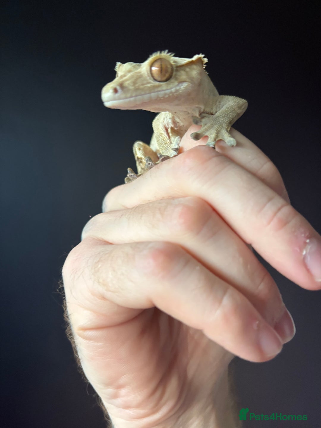 Gecko reptiles for sale: Crested gecko with enclosure  - Advert 1