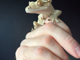 Gecko reptiles Crested gecko with enclosure - Advert 1