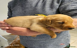 Labrador Retriever dogs for sale: KC REG Stunning Litter Fully Health Tested Parents - Image 13