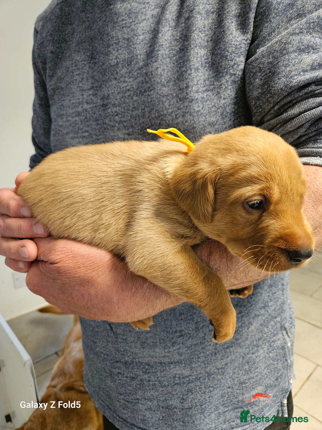 Labrador Retriever dogs for sale: KC REG Stunning Litter Fully Health Tested Parents - Image 13