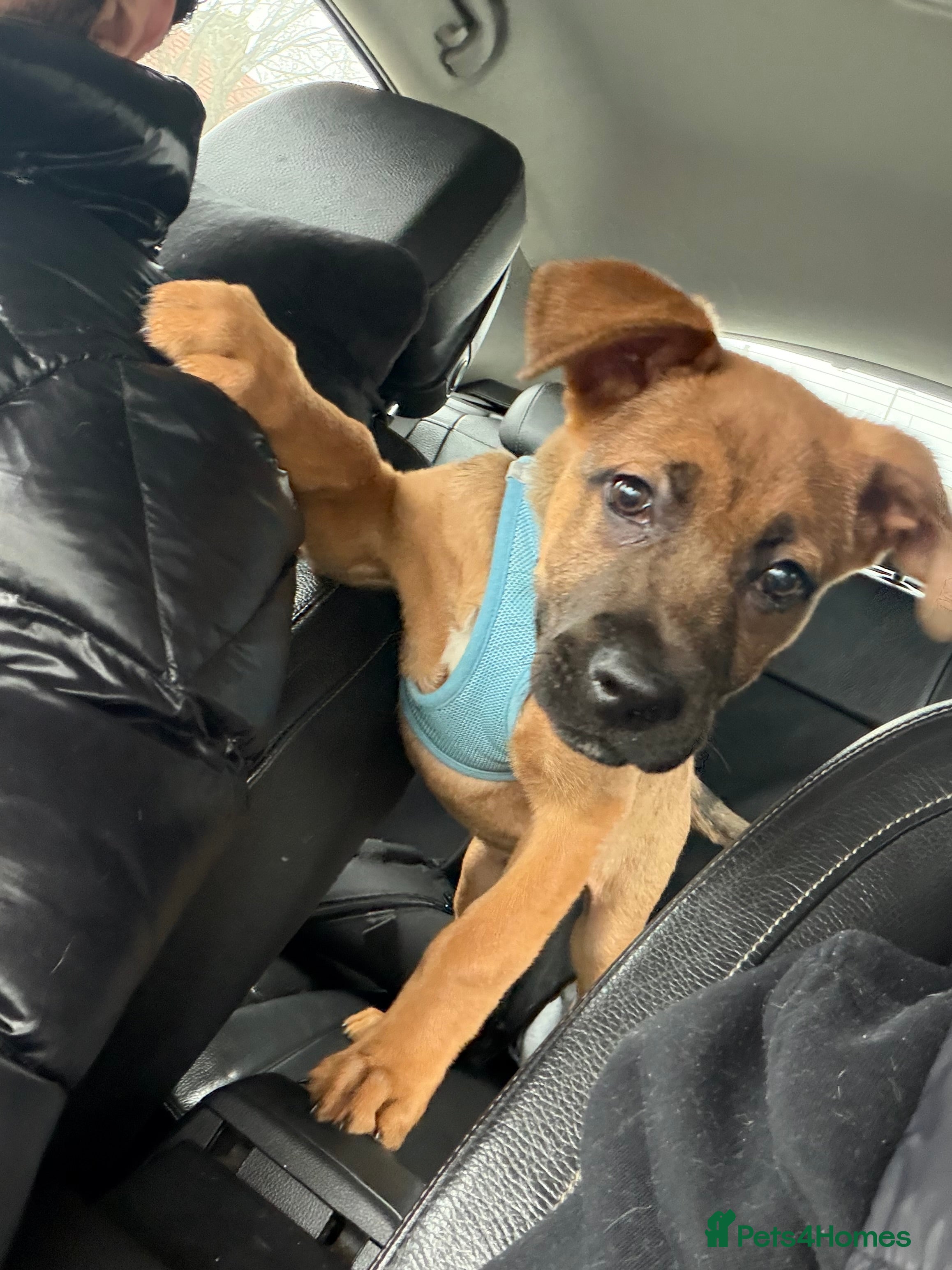 Mixed Breed dogs Male German Shepherd x Rotweiller Puppy - Advert 3