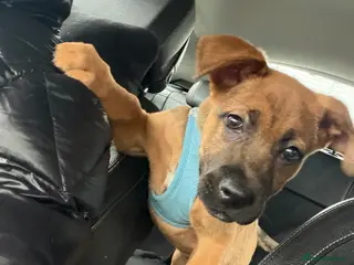 Mixed Breed dogs Male German Shepherd x Rotweiller Puppy - Advert 3