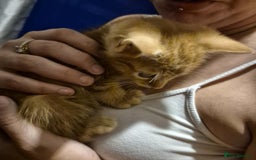 Mixed Breed cats for sale: Kittens ready for there forever homes - Image 5