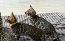 Bengal cats for sale: 12 Bengal Cubs Ready for Their Forever Home - Image 10