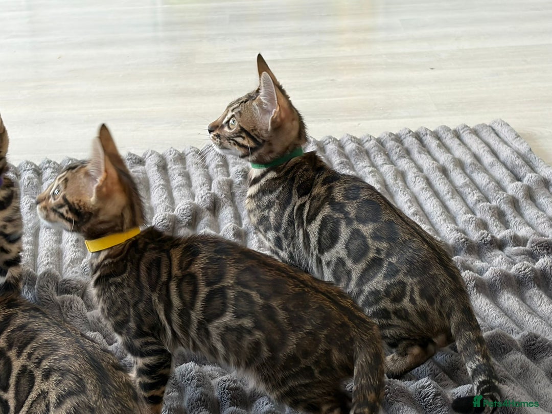 Bengal cats for sale: 12 Bengal Cubs Ready for Their Forever Home - Image 10