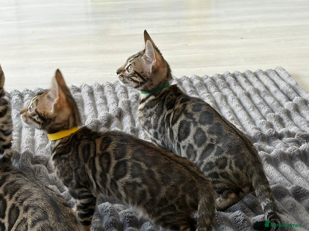 Bengal cats for sale: - Brown & Silver Bengals—Experienced Homes Only - Advert 5