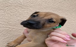Mixed Breed dogs for sale: 12 beautiful baby's  - Image 3
