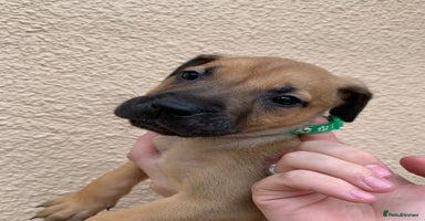 Mixed Breed dogs - Advert 8