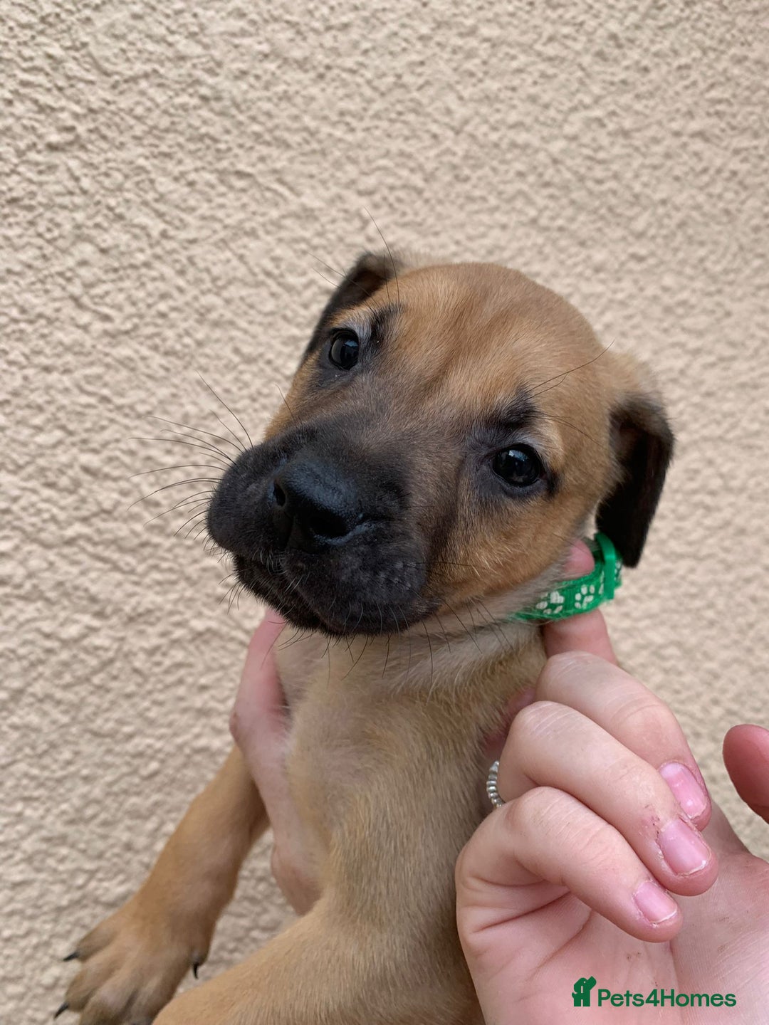 Mixed Breed dogs for sale: 12 beautiful baby's  - Image 3