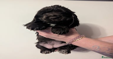 Cocker Spaniel dogs - Advert 3