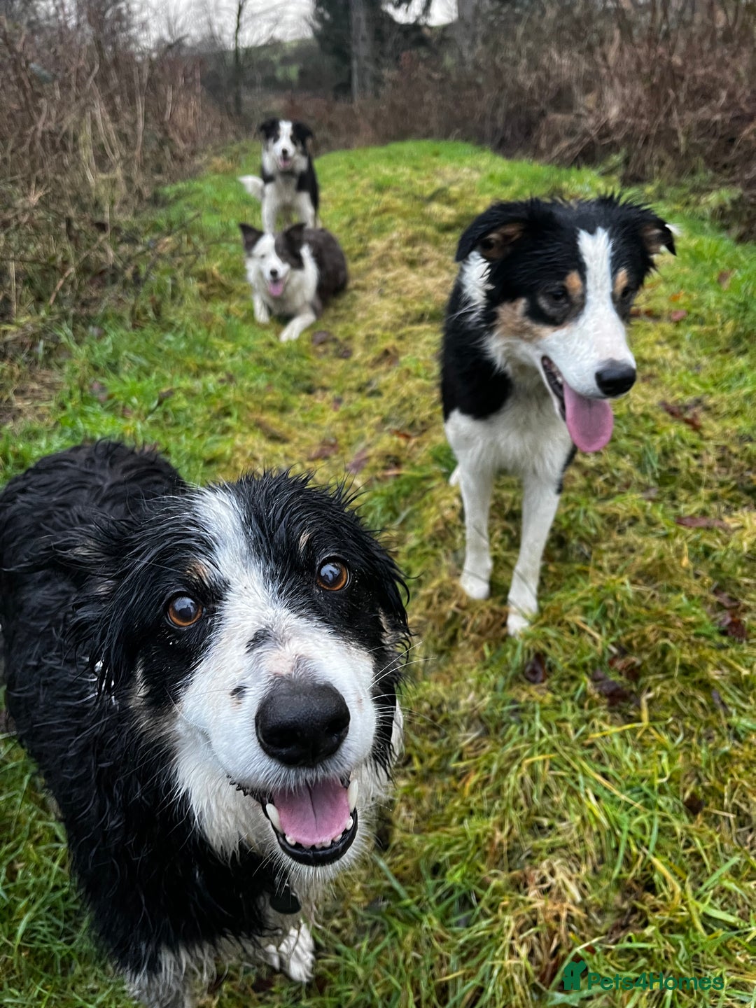 Border Collie dogs for sale: Border Collie Bitch Pups - Advert 14