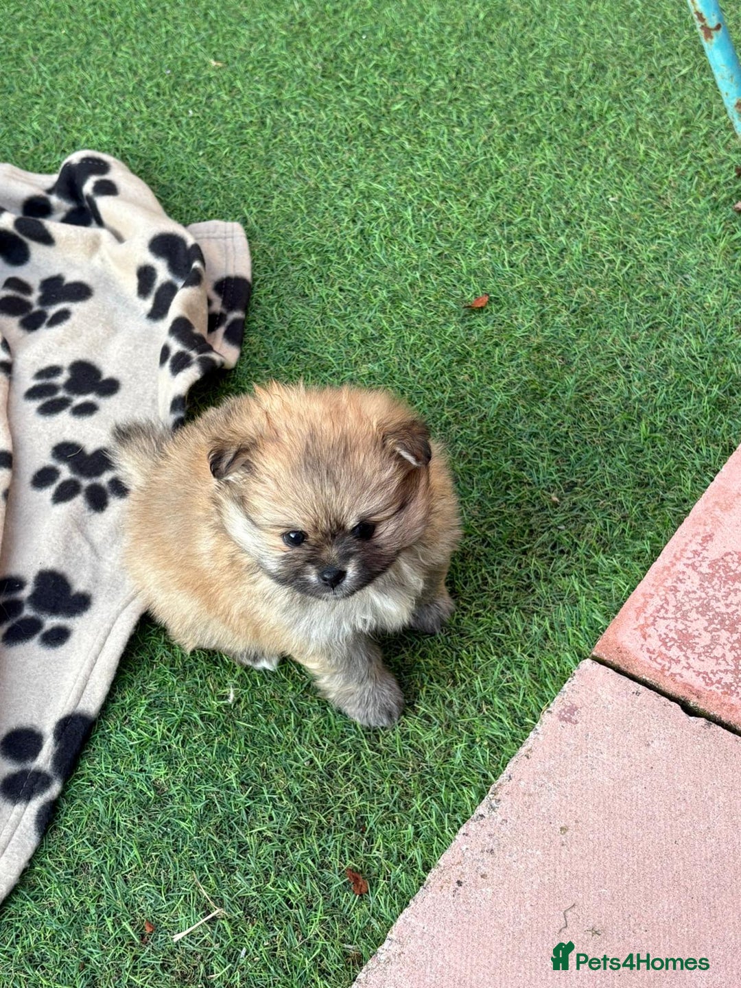 Pomeranian dogs for sale: XS Pomeranian - Image 7