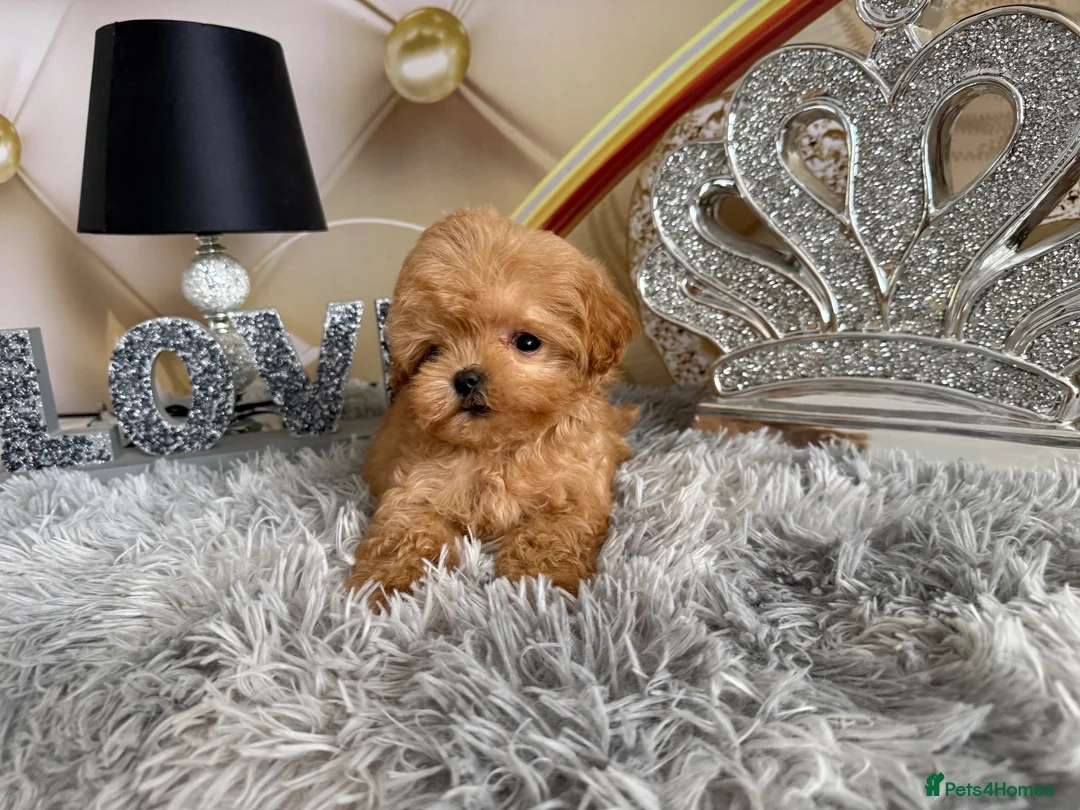Maltipoo dogs for sale: Maltipoo Boy – Free to a Special Loving Home - Advert 1