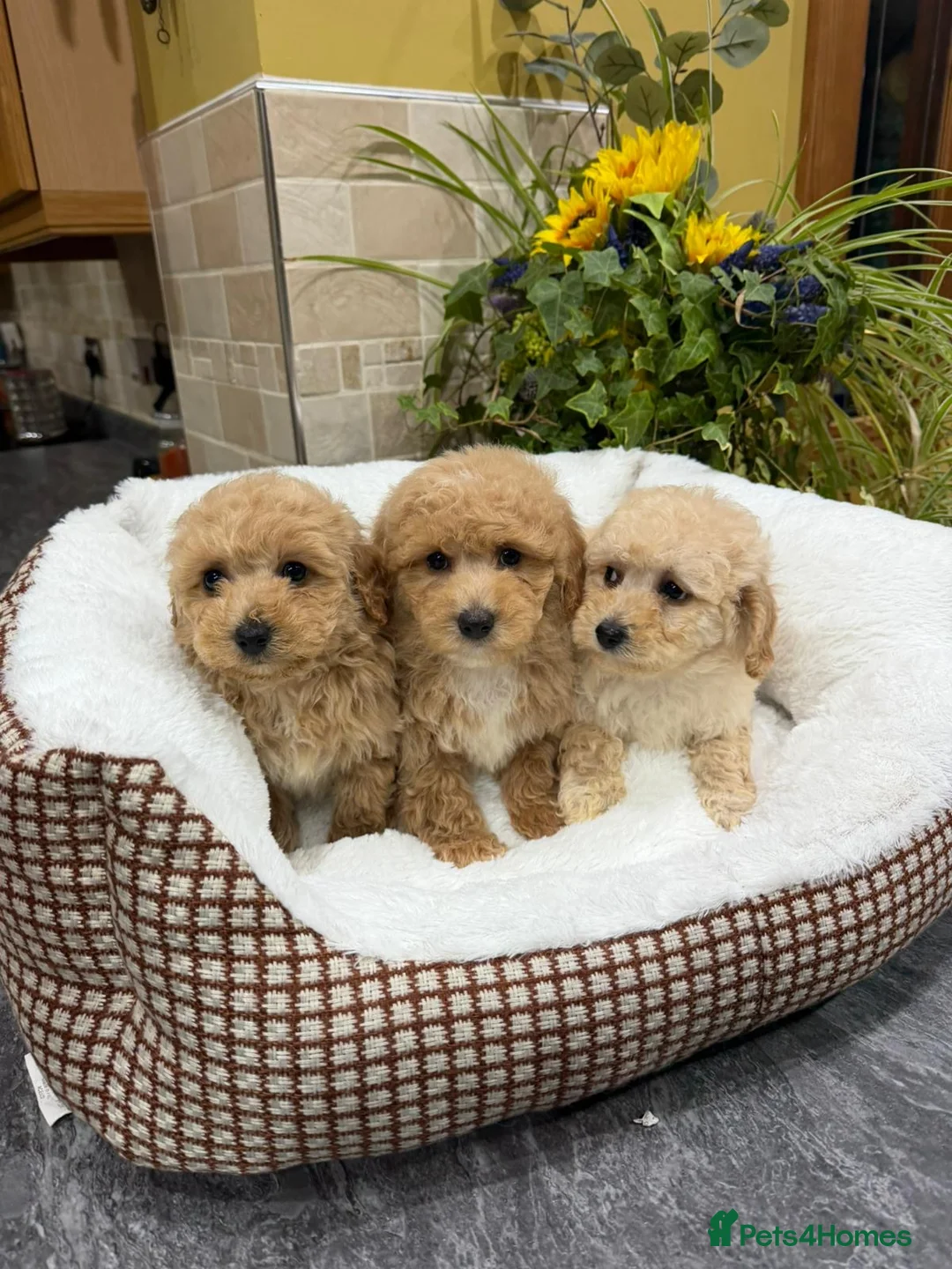 Poochon dogs for sale: Poochon Puppies - Advert 5