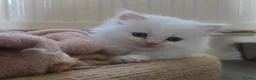 Ragdoll cats for sale: Stunning cream male Ragdoll Kitten  - Advert 4