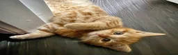 Scottish Fold cats for sale: 🩷Beautiful Scottish Fold/Straight kittens🩷 - Advert 12