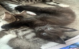 British Shorthair cats for sale: 4 female kittens  - Image 12