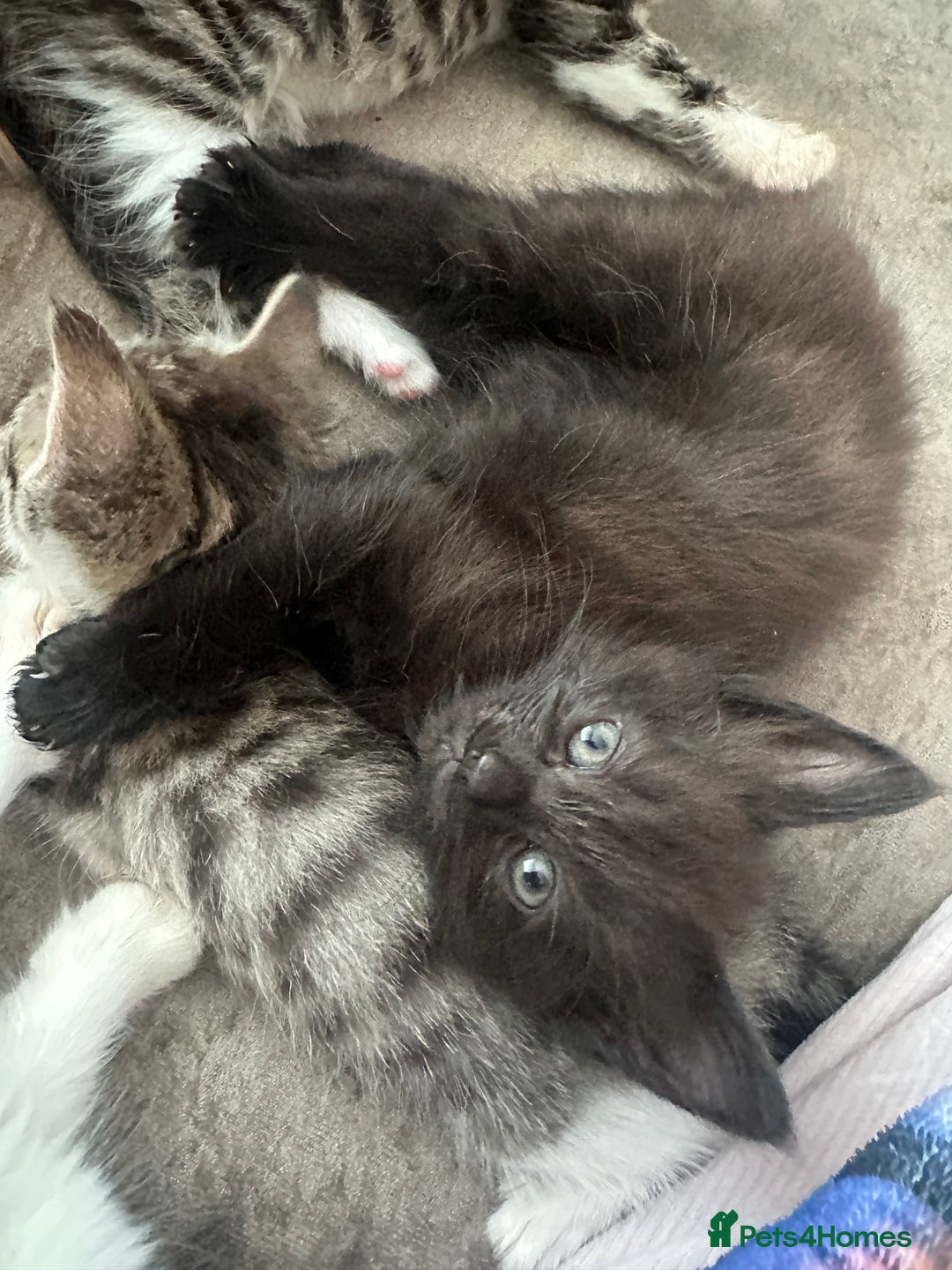 British Shorthair cats for sale: 4 female kittens  - Image 12
