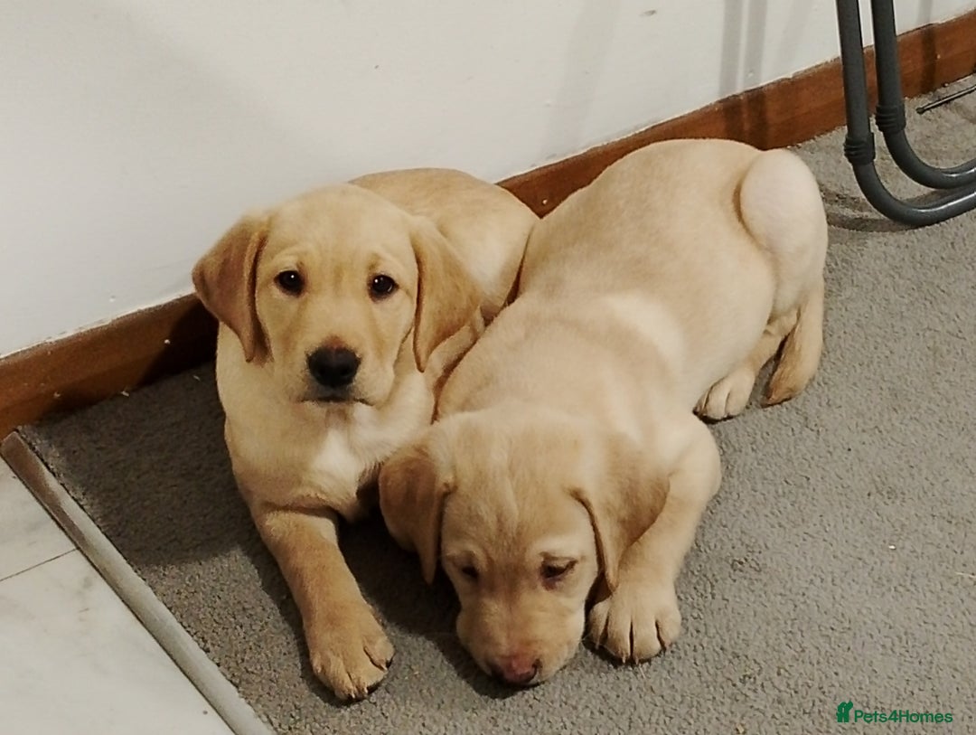 Labrador Retriever dogs for sale: Labrador Puppies for Sale  - Advert 10