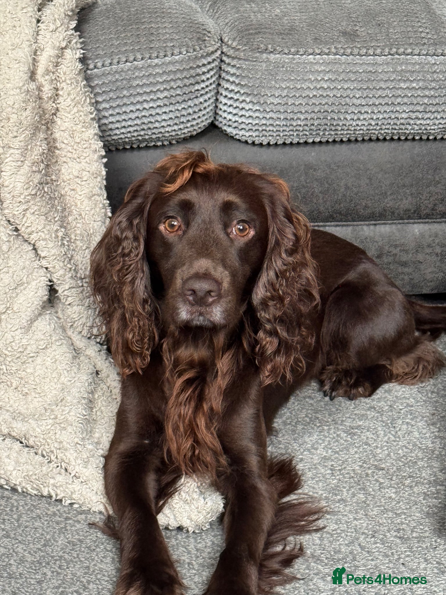 Cocker Spaniel dogs Arlo, Male Cocker Spaniel - Advert 3