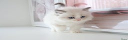 Ragdoll cats for sale: INDOOR FULL PEDIGREE RAGDOLL KITTENS - Advert 28