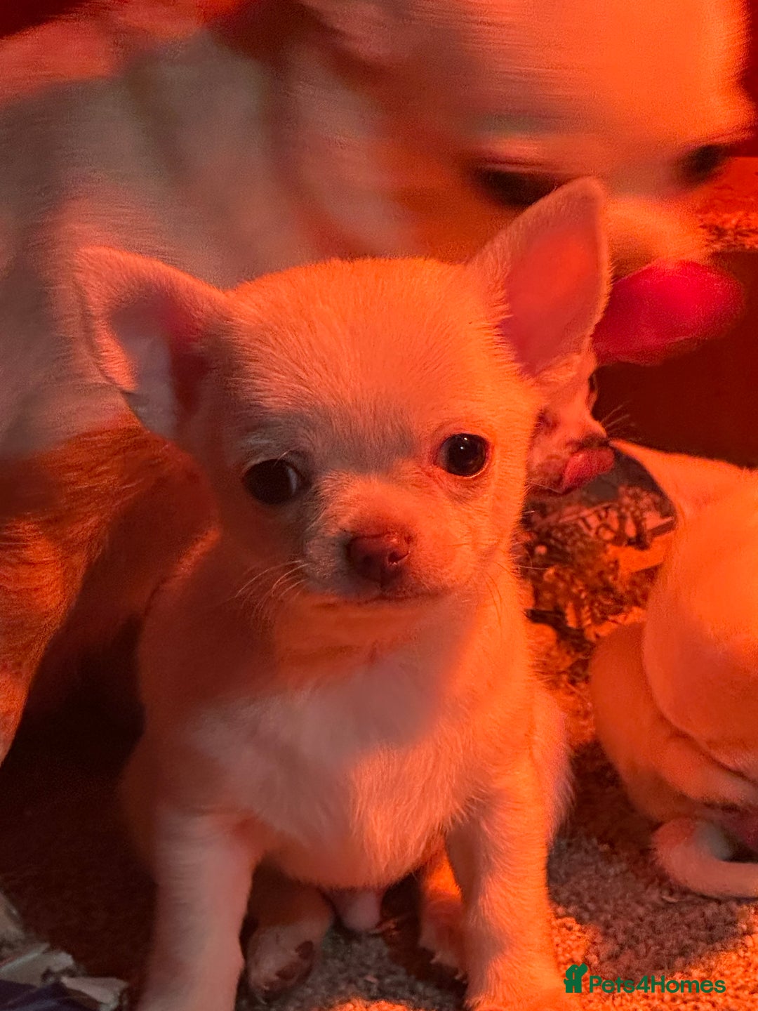 Chihuahua dogs for sale: Chihuahua  - Advert 2