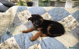German Shepherd dogs for sale: 12 weeks German Shepard  - Image 4