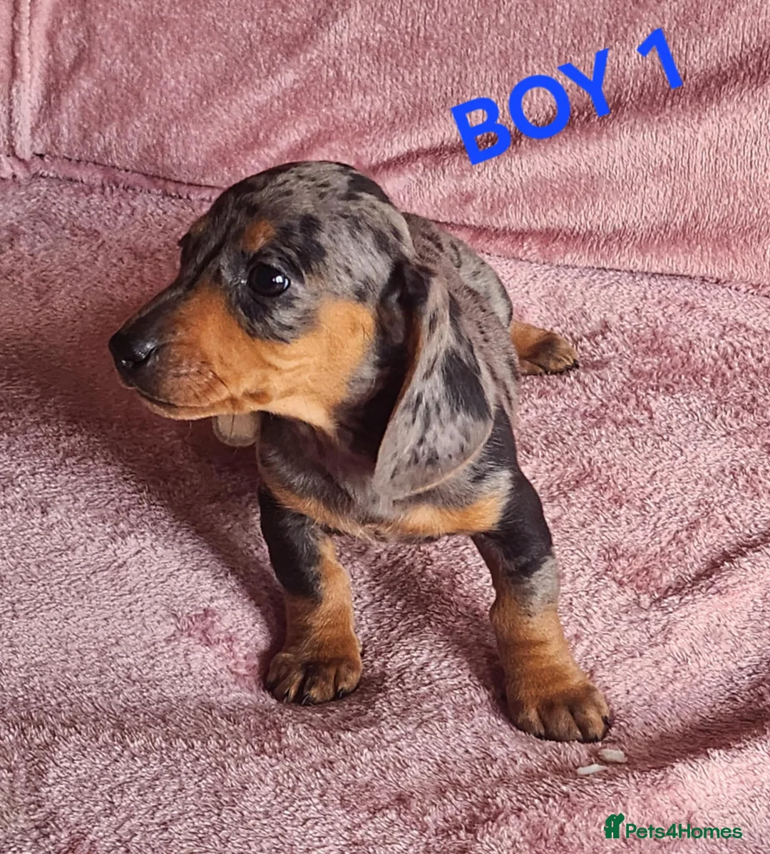Miniature Dachshund dogs for sale: 🐶🐶8 stunning miniature dashund puppy’s  - Advert 12