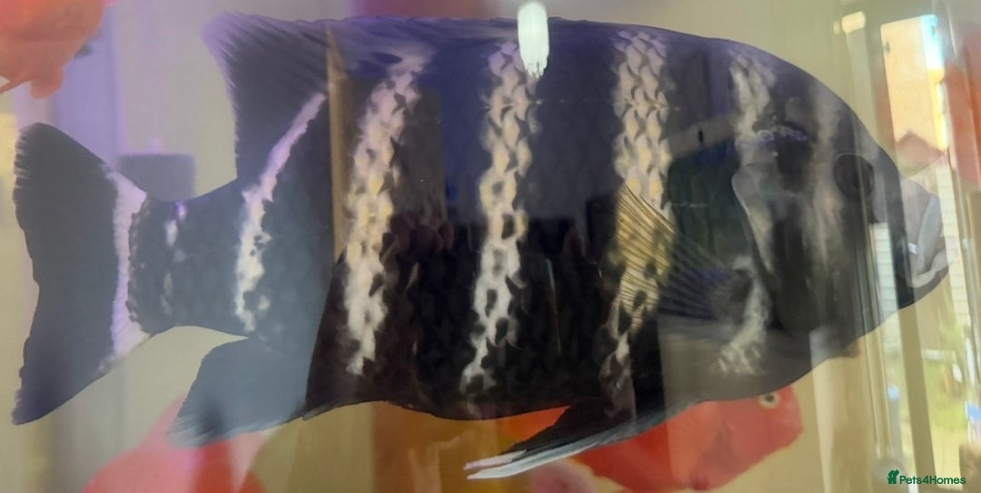 Cichlids fish for sale: Albino Tiger Oscar  - Advert 3