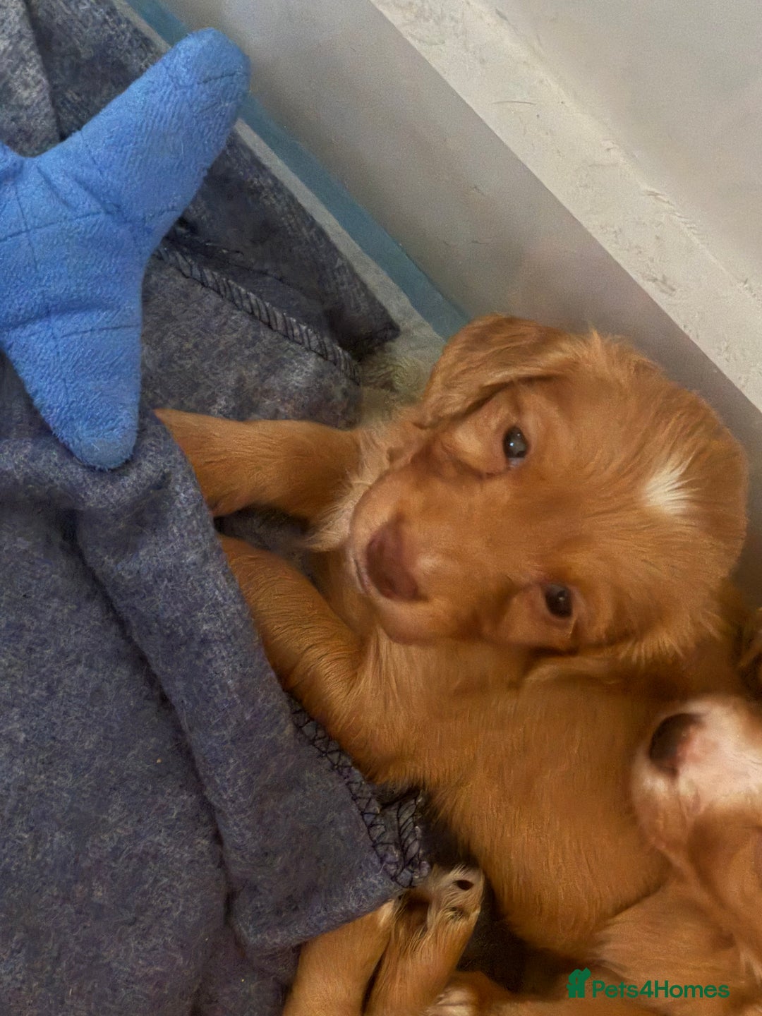 Cocker Spaniel dogs for sale: Fox Red Cocker Spaniel - Image 1