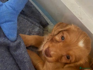 Cocker Spaniel dogs - Advert 1