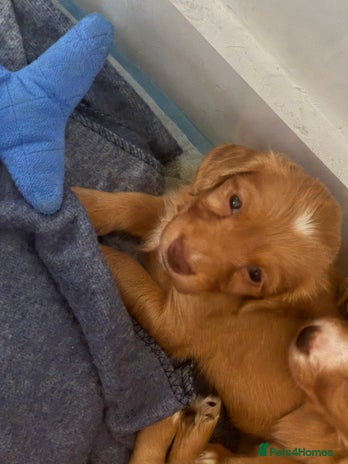 Cocker Spaniel dogs - Advert 3