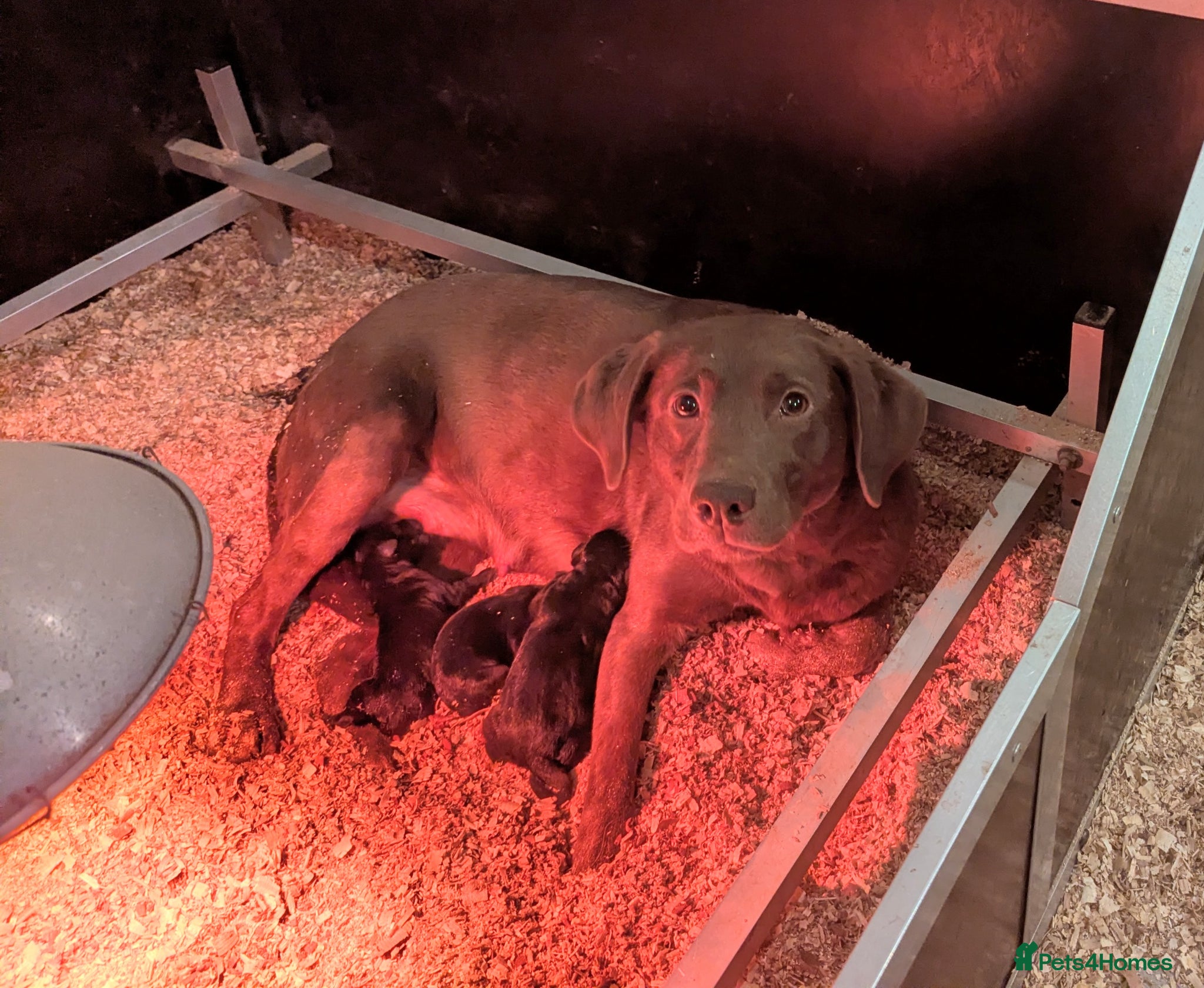 Labrador Retriever dogs Working/Champion line pedigree Black lab puppies  - Advert 1