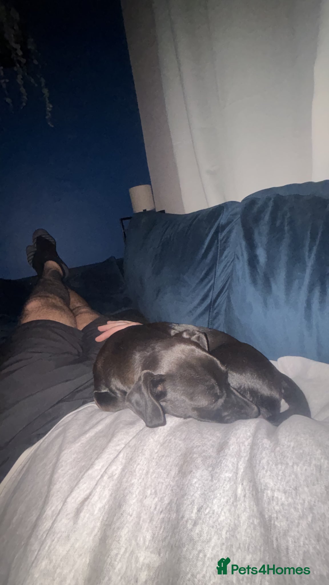Mixed Breed dogs for sale: Rehome - Advert 11