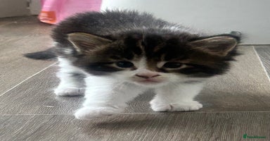 Maine Coon cats - Advert 3