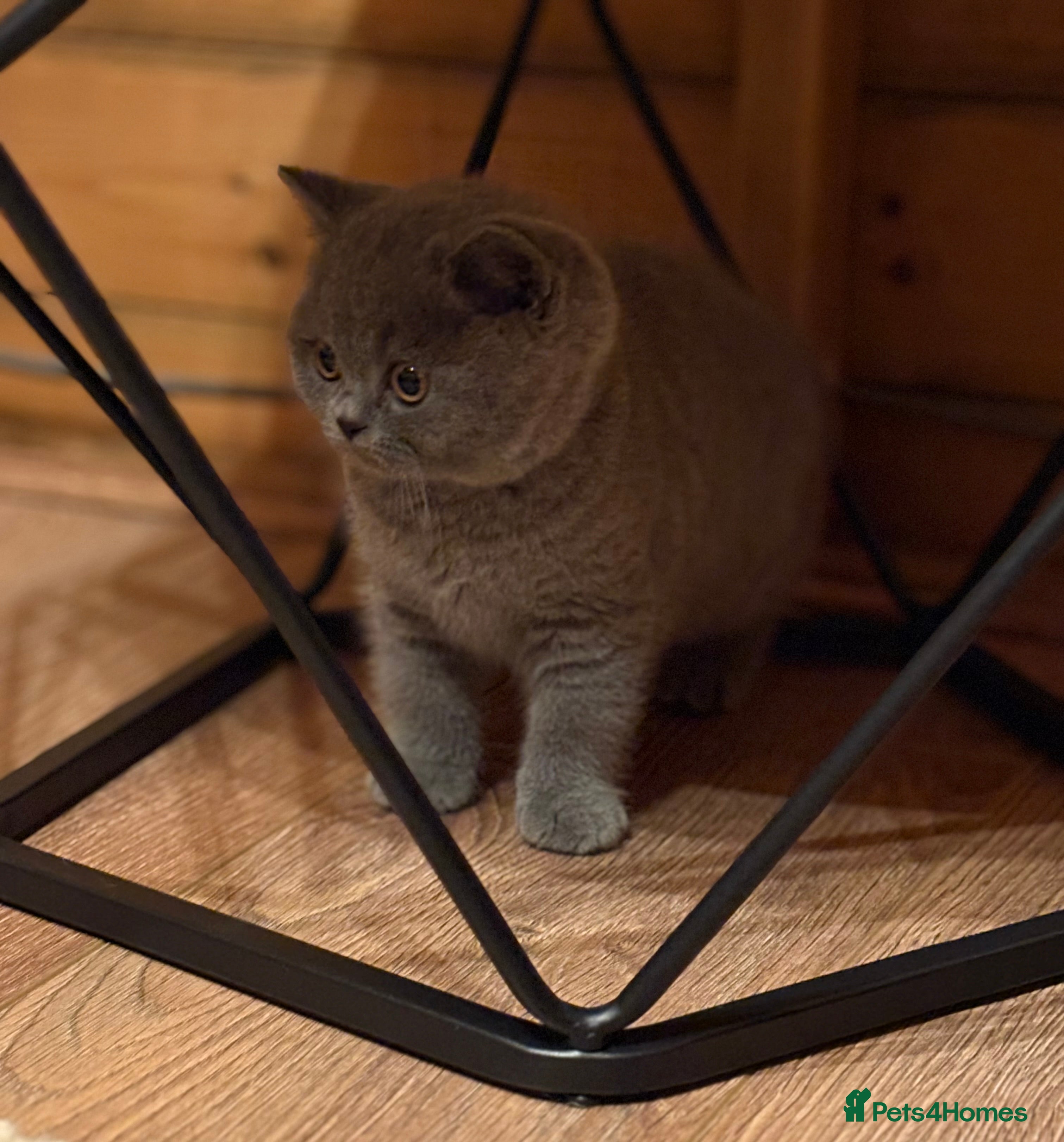 British Shorthair cats British Shorthair Male Kitten (GCCF) - Advert 1