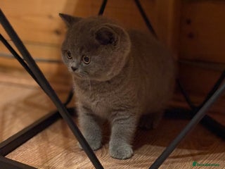 British Shorthair cats British Shorthair Male Kitten (GCCF) - Advert 2